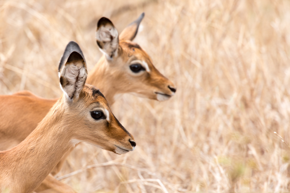 Gazelle Portrait 