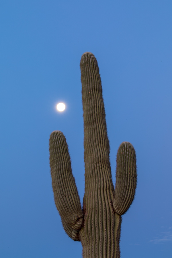 Cactus Moon