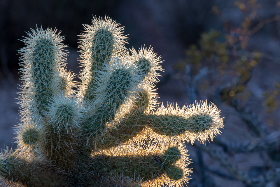 Light on Cactus