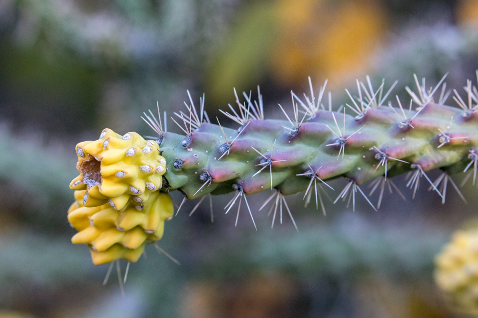 Fruit