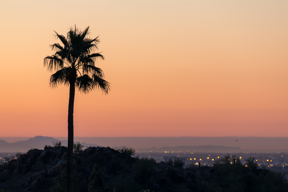 Palm Sunrise