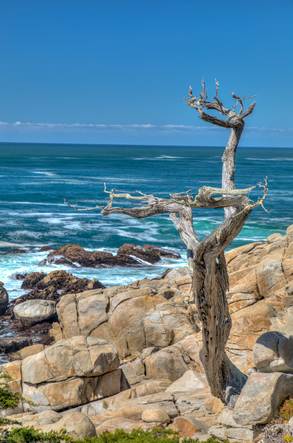 Old Tree