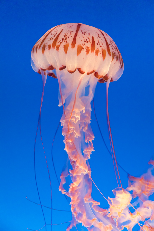Jelly in Blue