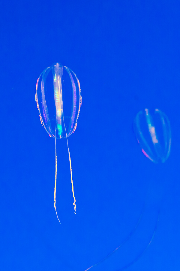 Swimming Light