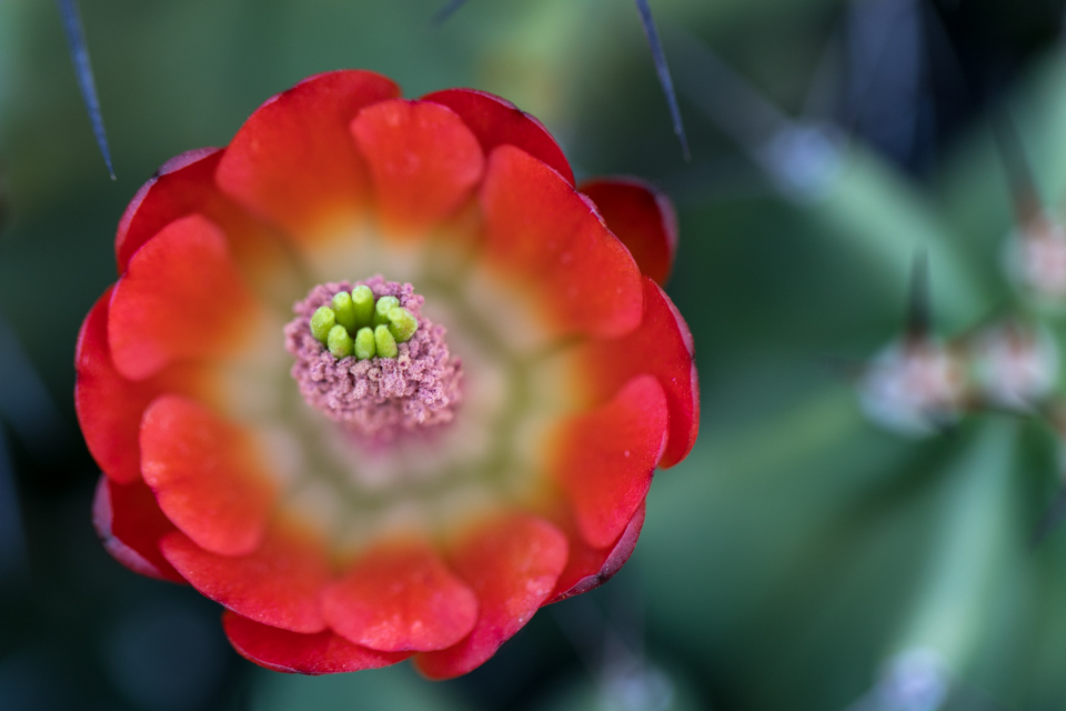 Cactus Flower