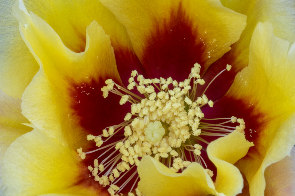 Yellow Burst