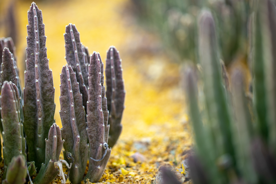 Small Cactus