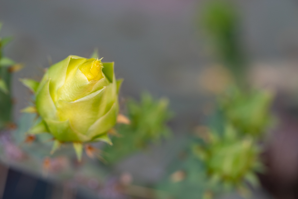 Pear Bud