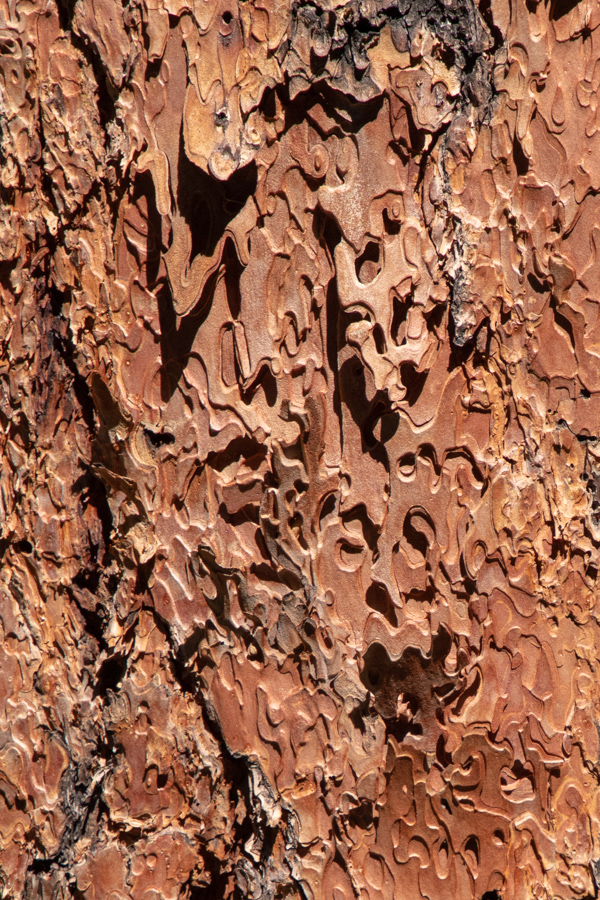 Ponderosa Bark