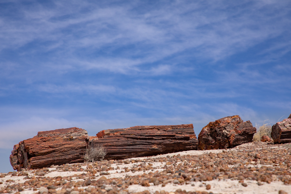 Rock Tree