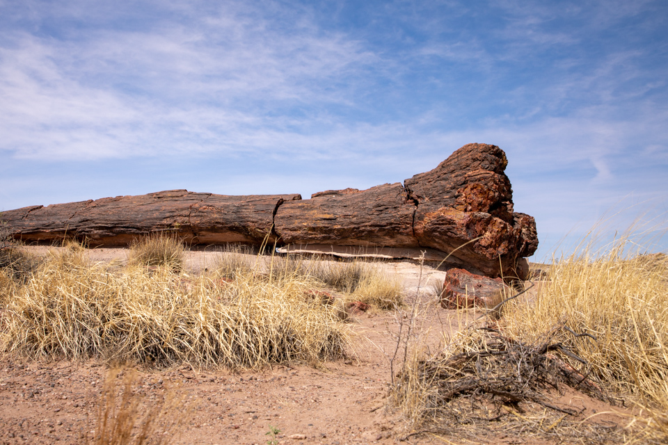 Petrified Log