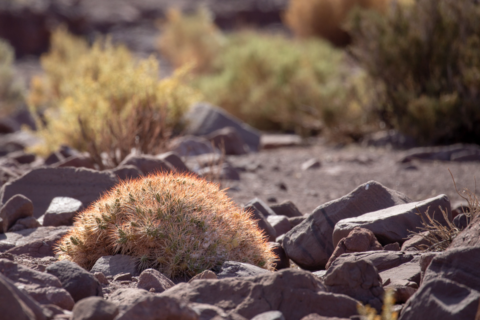 Ball of Cactus
