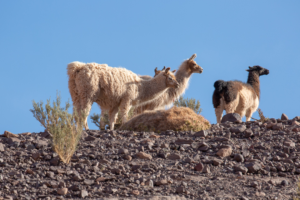 Llamas