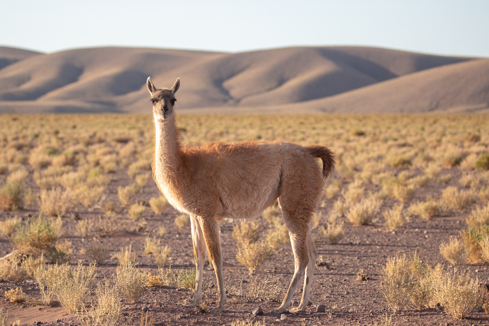Guanaco