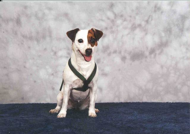Sweetpea Portrat