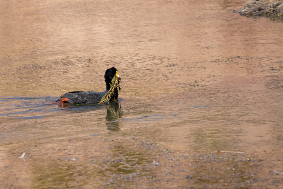 Coot Nest Building