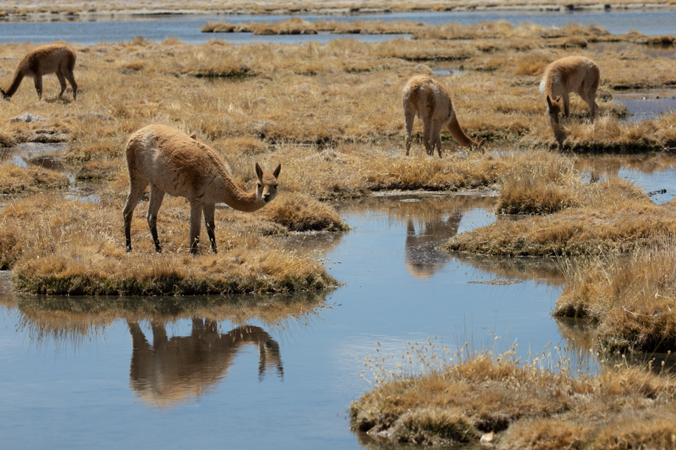 Vicunyas Grazing