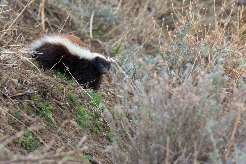 Pretty Skunk