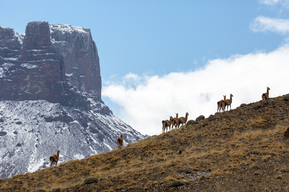 Guanaco On the Hill