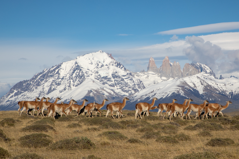 Mountain Guanacos