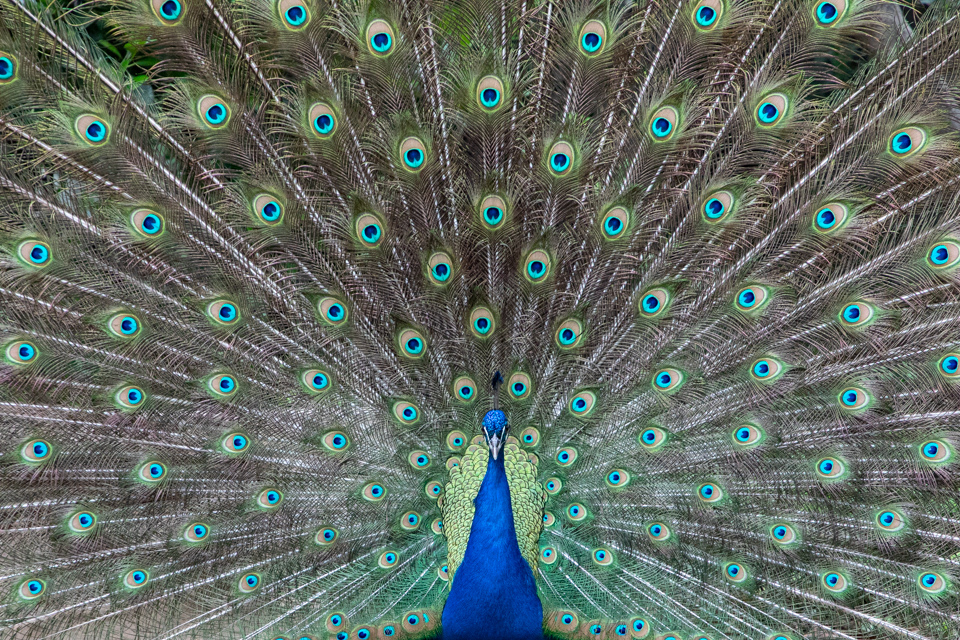 Classic Peacock