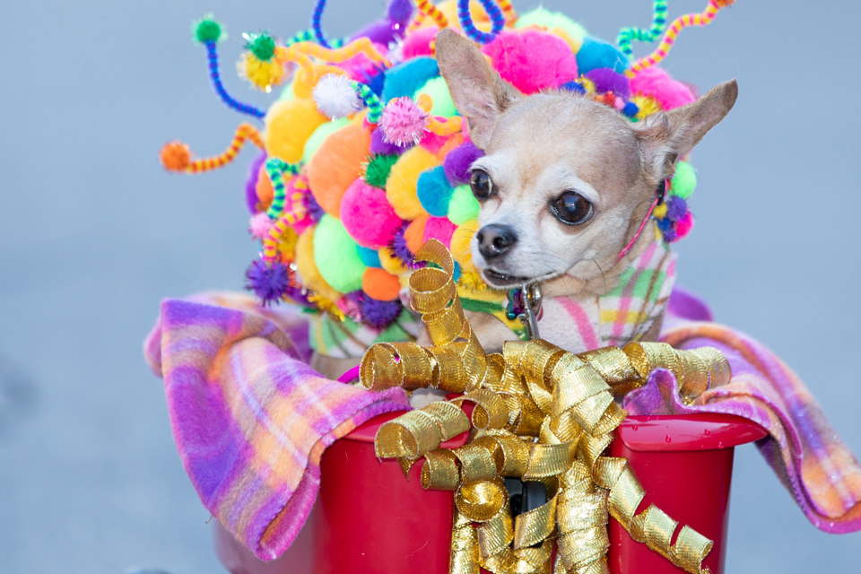 Party Pup