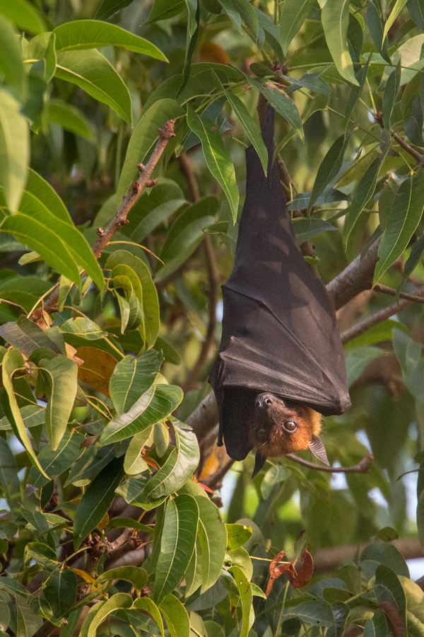 Big - Real Big Bats