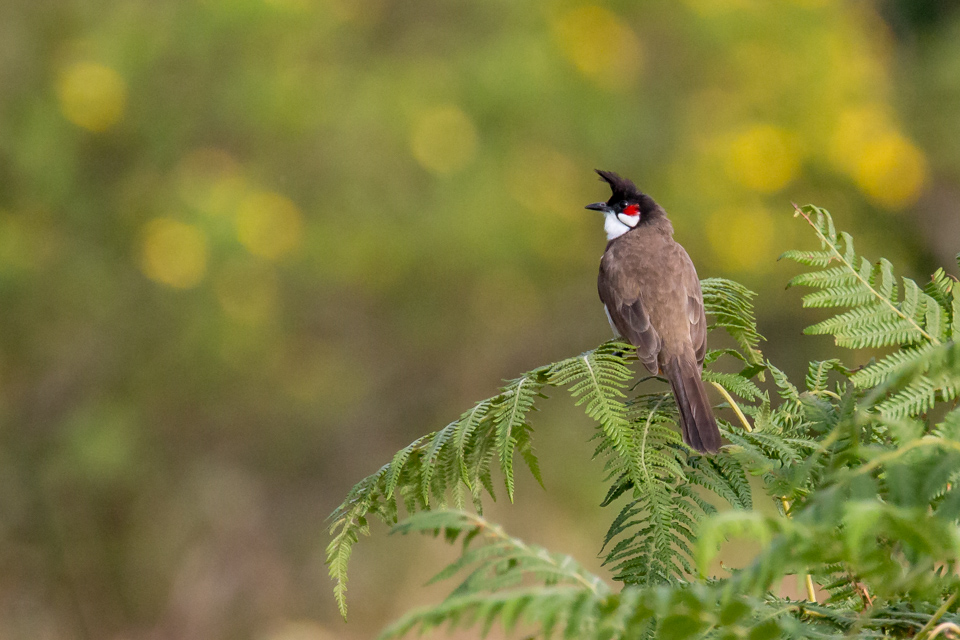 Bulbul