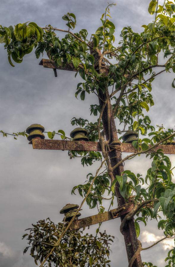 Old Pole