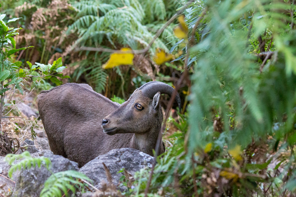 Nilgiri Ibex