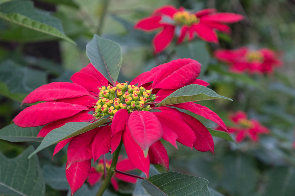 Poinsettias