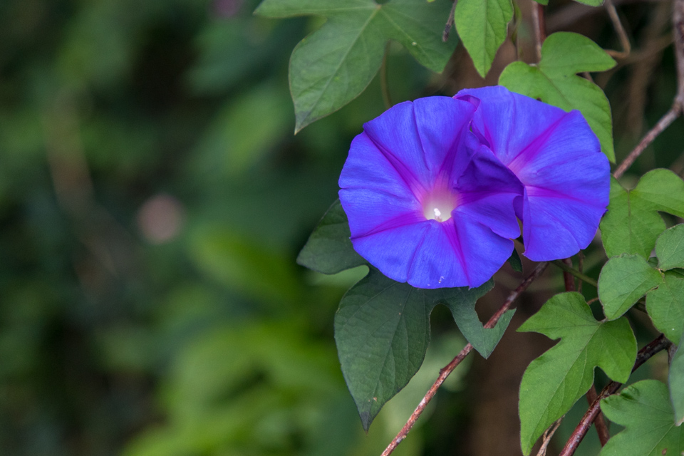 Morning Glory