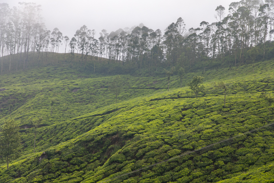 Tea in Fog