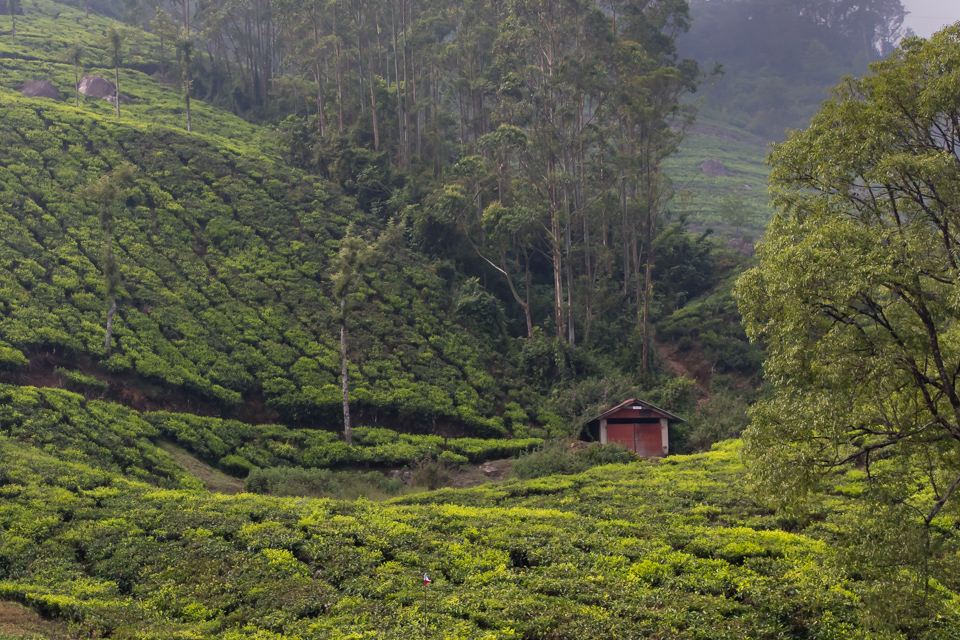 Tea House