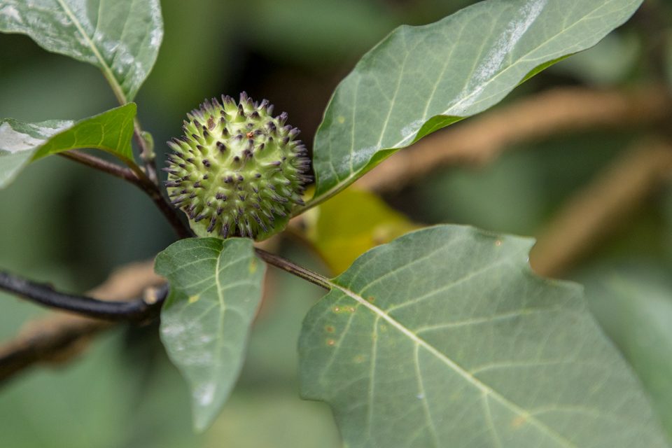 Spiky Little Ball