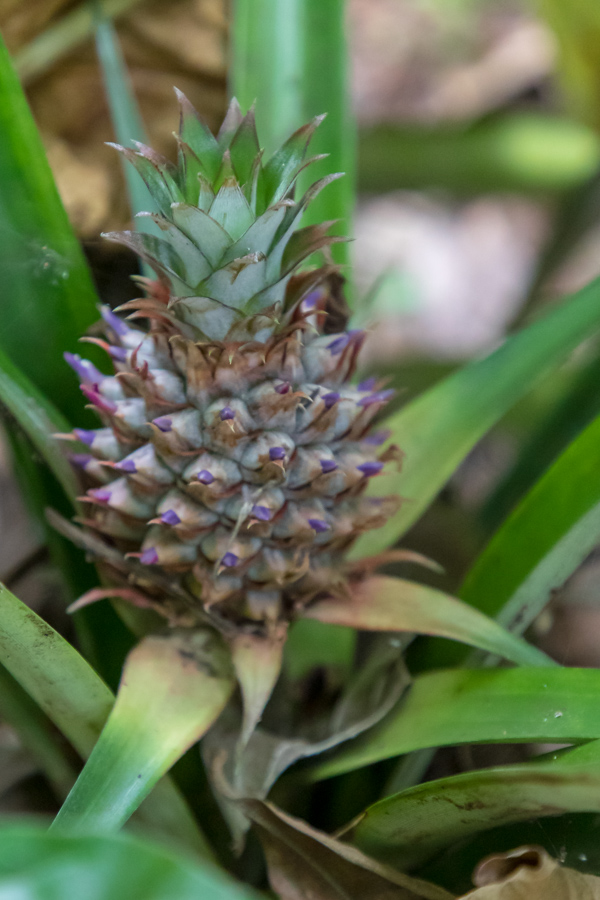 Wee Pineapple