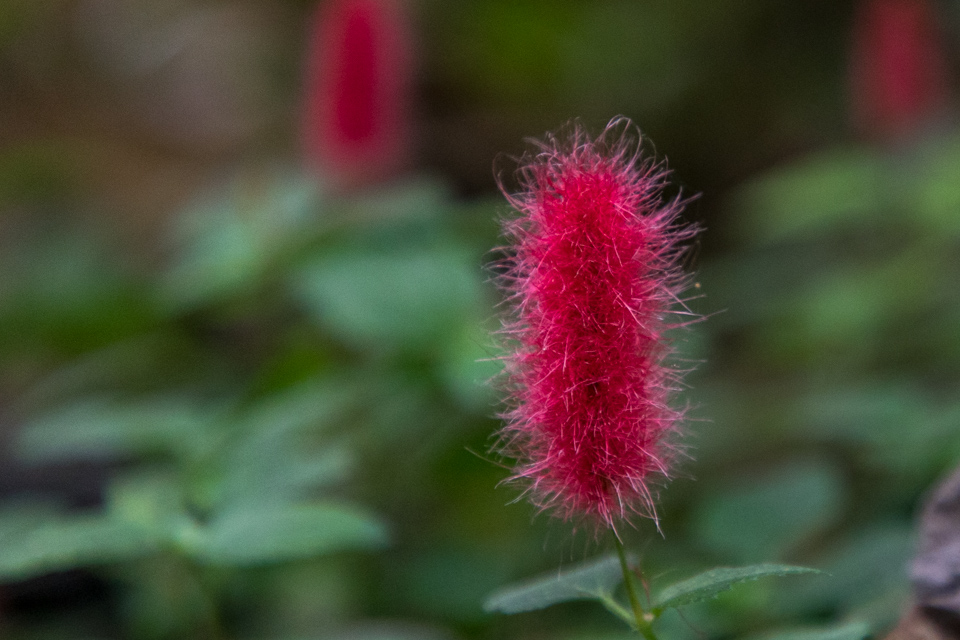 Fuzzy Red