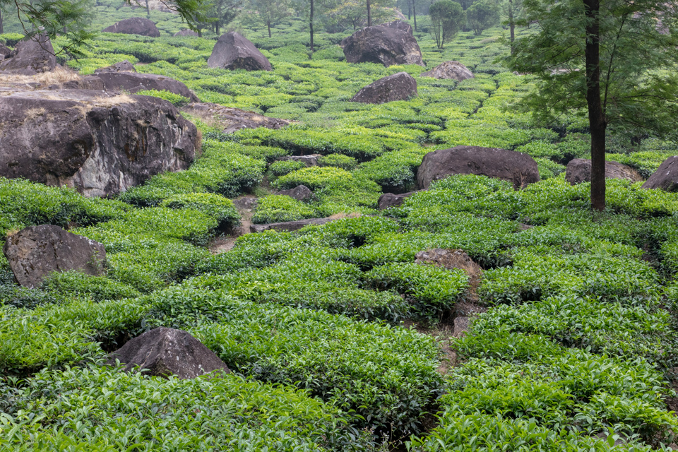 Tea in Rocks