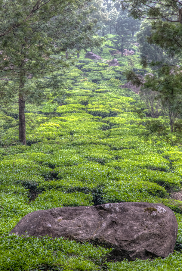 Tea Reaching Out