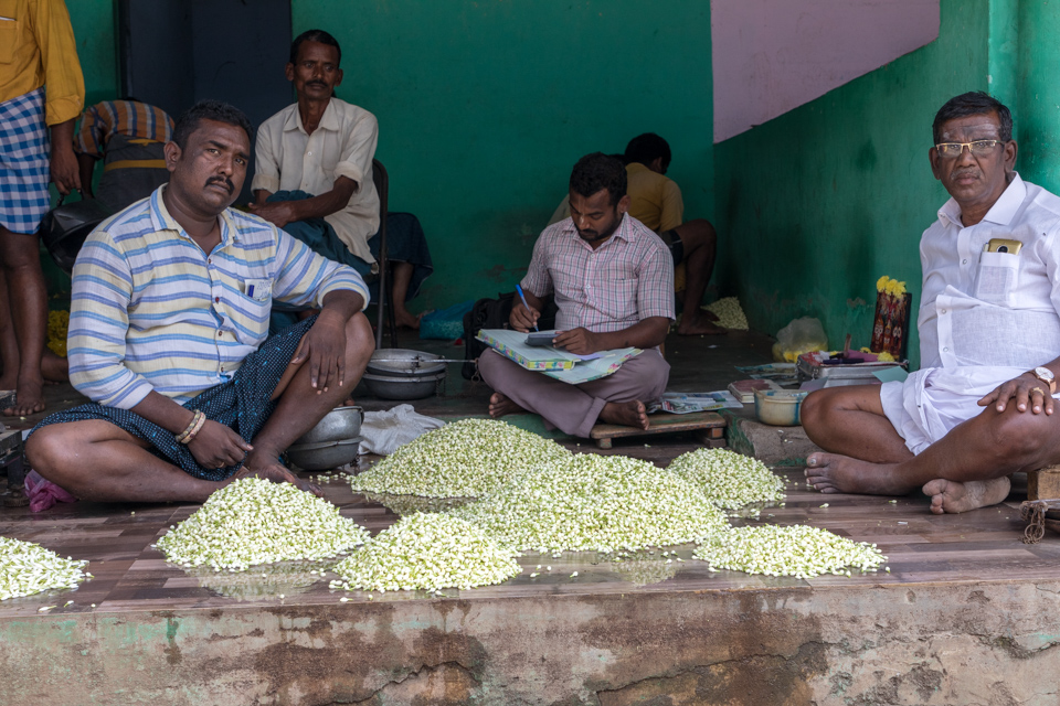 Jasmine Dealers