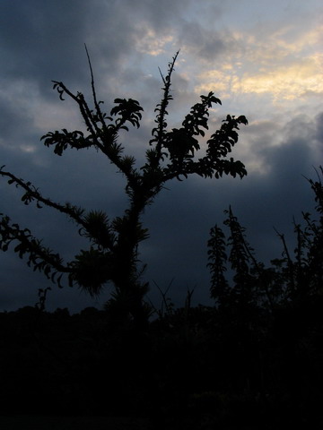 Costa Rican Tree