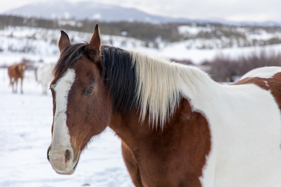 Horse and Snow