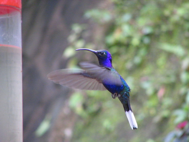 Hummingbird