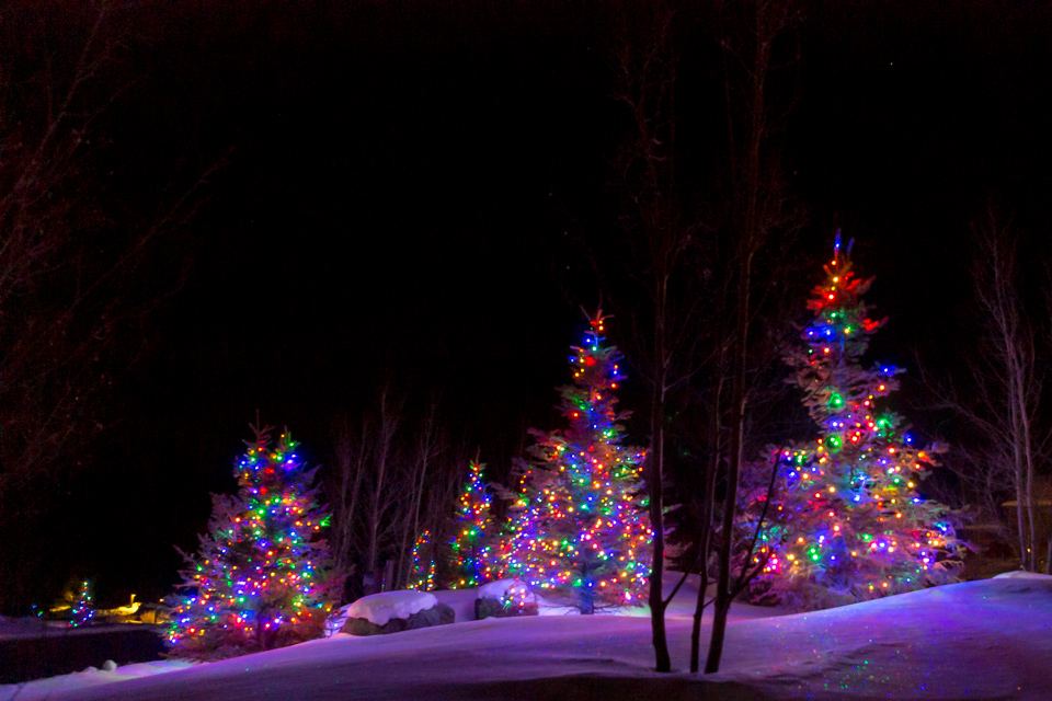 Forest Light
