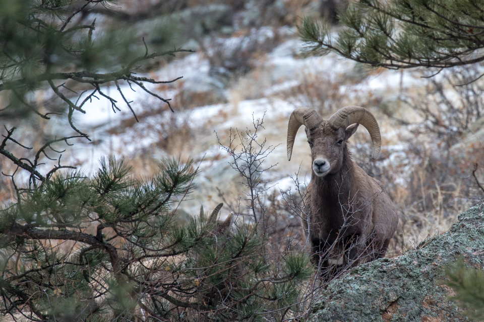 Bighorn Hide And Seek