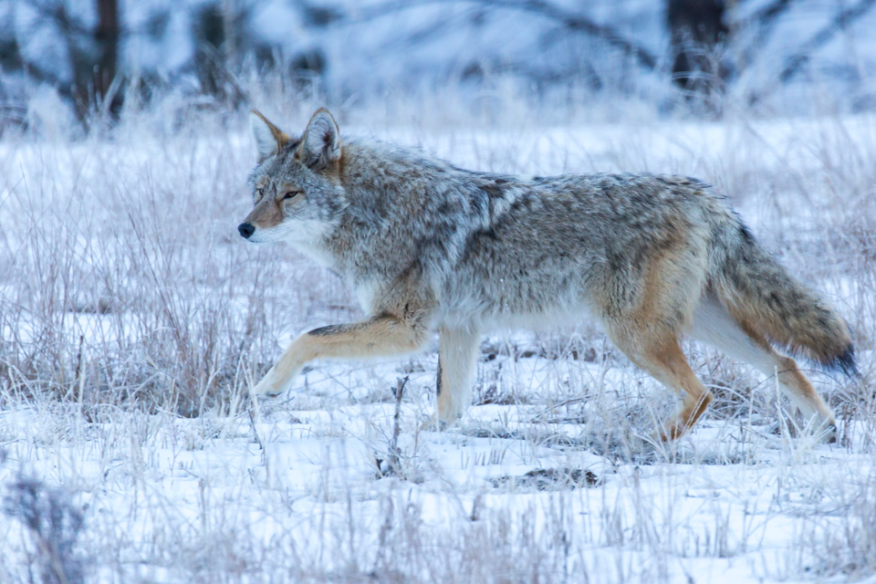 Coyote 