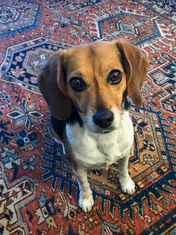 Treat?