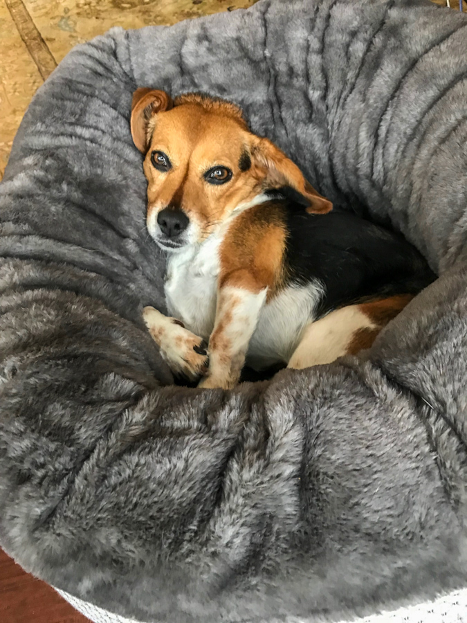 Favorite Bed