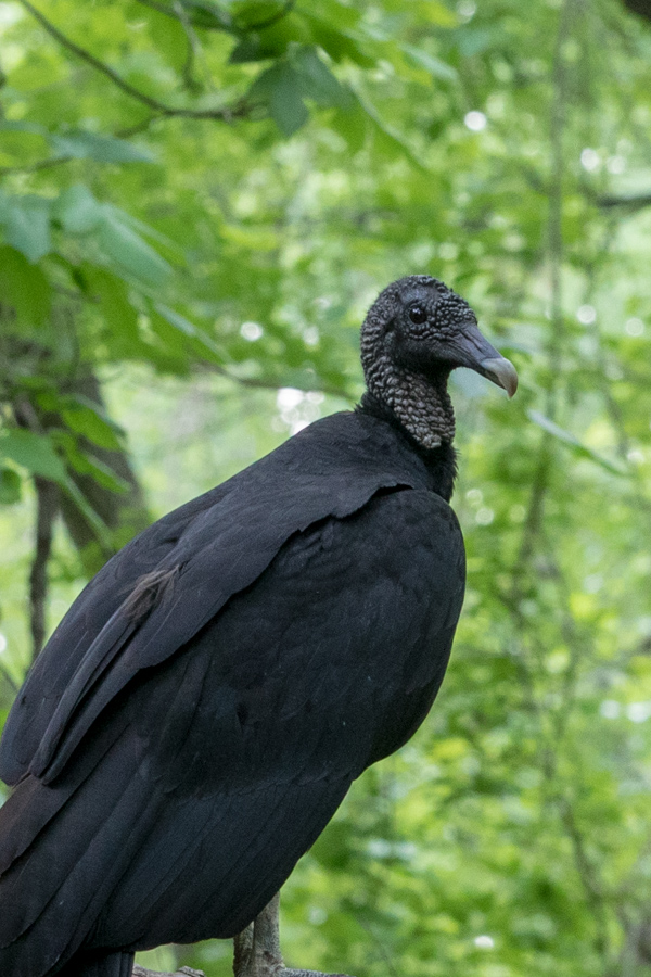 Black Vulture