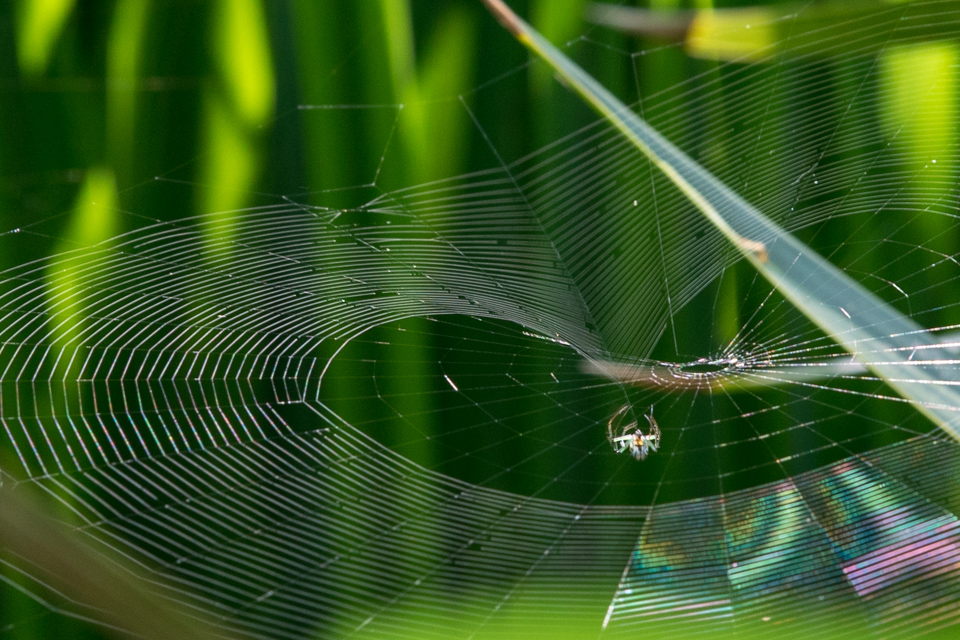 Web